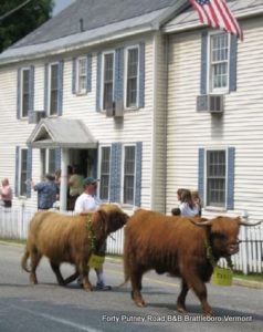 Strolling of the Heifers in Unique Brattleboro