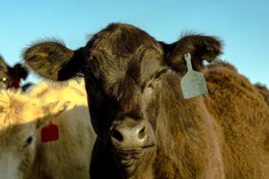 2017 Strolling of the Heifers in Brattleboro, Vermont