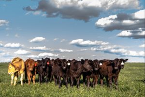 heifers standing in a lush green farm pasture 