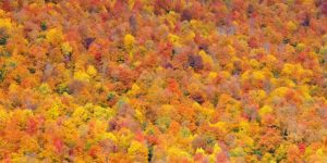 Hills with fall foliage colors