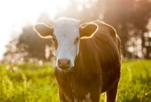 brown dairy cow in field