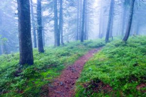 forest trail leading into spooky foggy woods