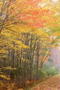Great fall hiking trail in colorful forest