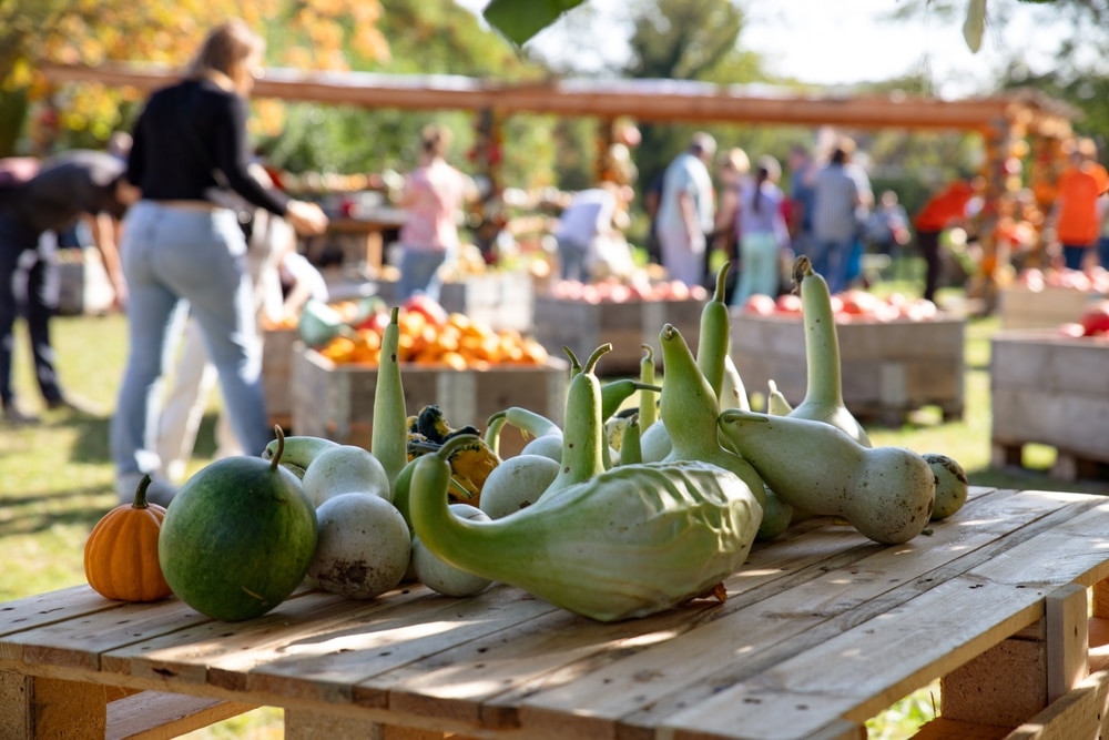 Fall scene at markets like the Brattleboro Farmers Market in Vermont