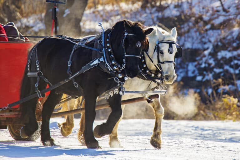 Clydesdale horses trot through the snow, a coming sight during sleigh rides Vermont.