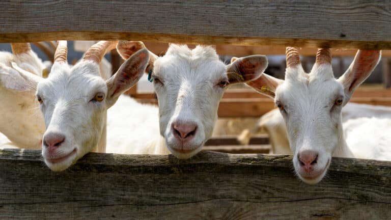 Visit the goats at Retreat Farm, one of the top things to do in Brattleboro.
