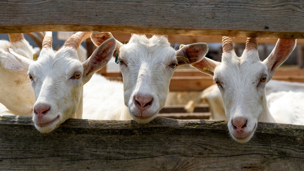 Visit the goats at Retreat Farm, one of the top things to do in Brattleboro.