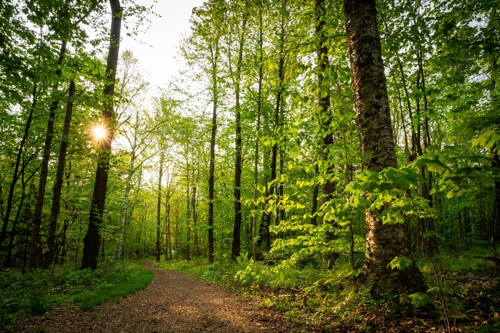 Visit the Retreat Farm in Brattleboro 8 A hike on the Retreat Trails is one of the best things to do in Brattleboro.